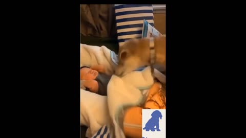 Latest funny Dog videos of 2021