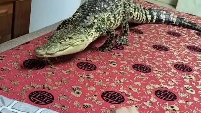 The crocodile became man's good friend