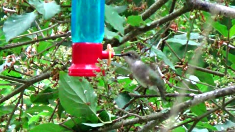 Hummingbird