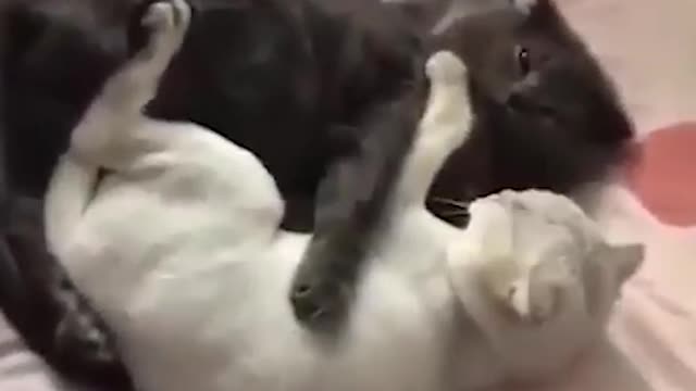 Cute cat cuddling 😄 | best cute & funny cat videos | cat videos | #shorts