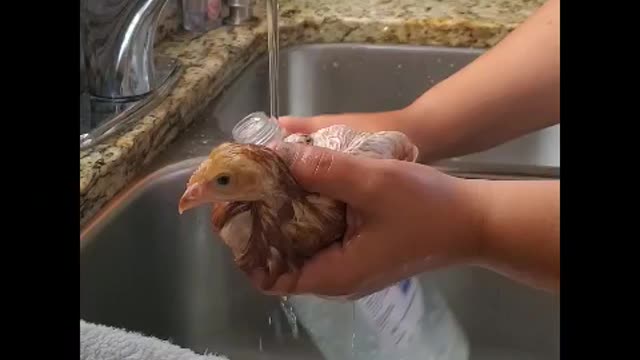 Bath time for Chickie🐣🐥