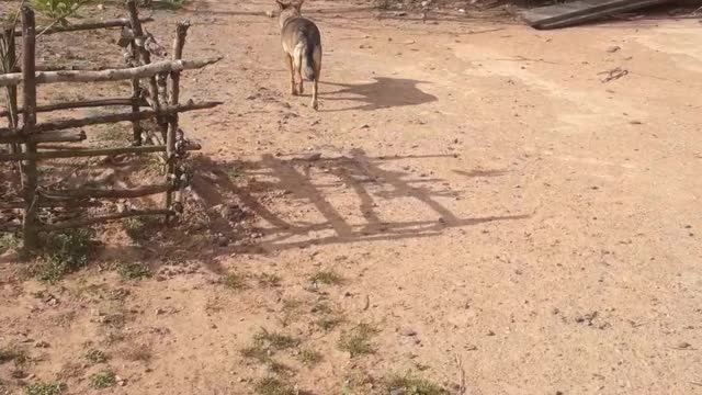 Mother Dog Brings Food to Pups