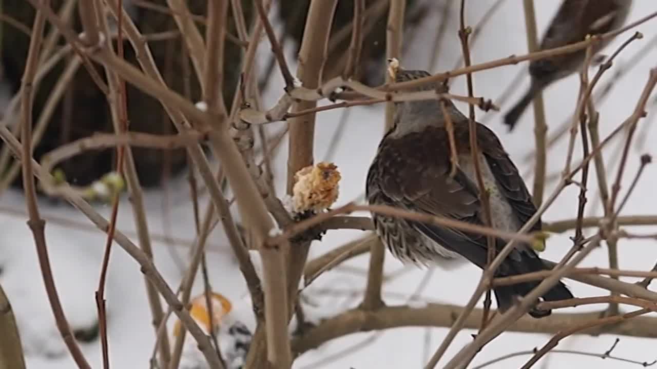 Funny birds in the bush in winter.