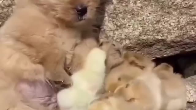 Cute Puppy with Ducklings