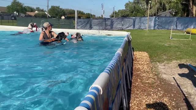 Great Dane learns to count down her jump into the pool