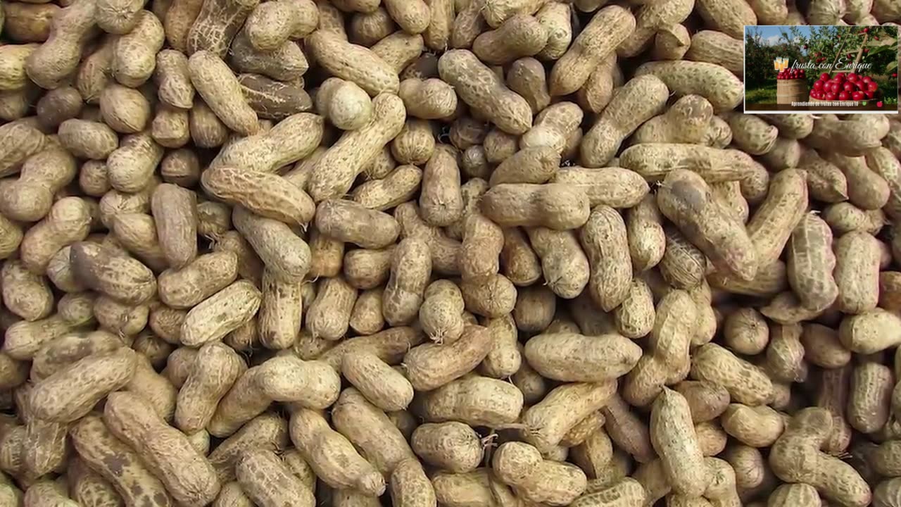 Cacahuate El pequeño Gigante de la Nutricion Descubre sus Secretos Mejor Guardados