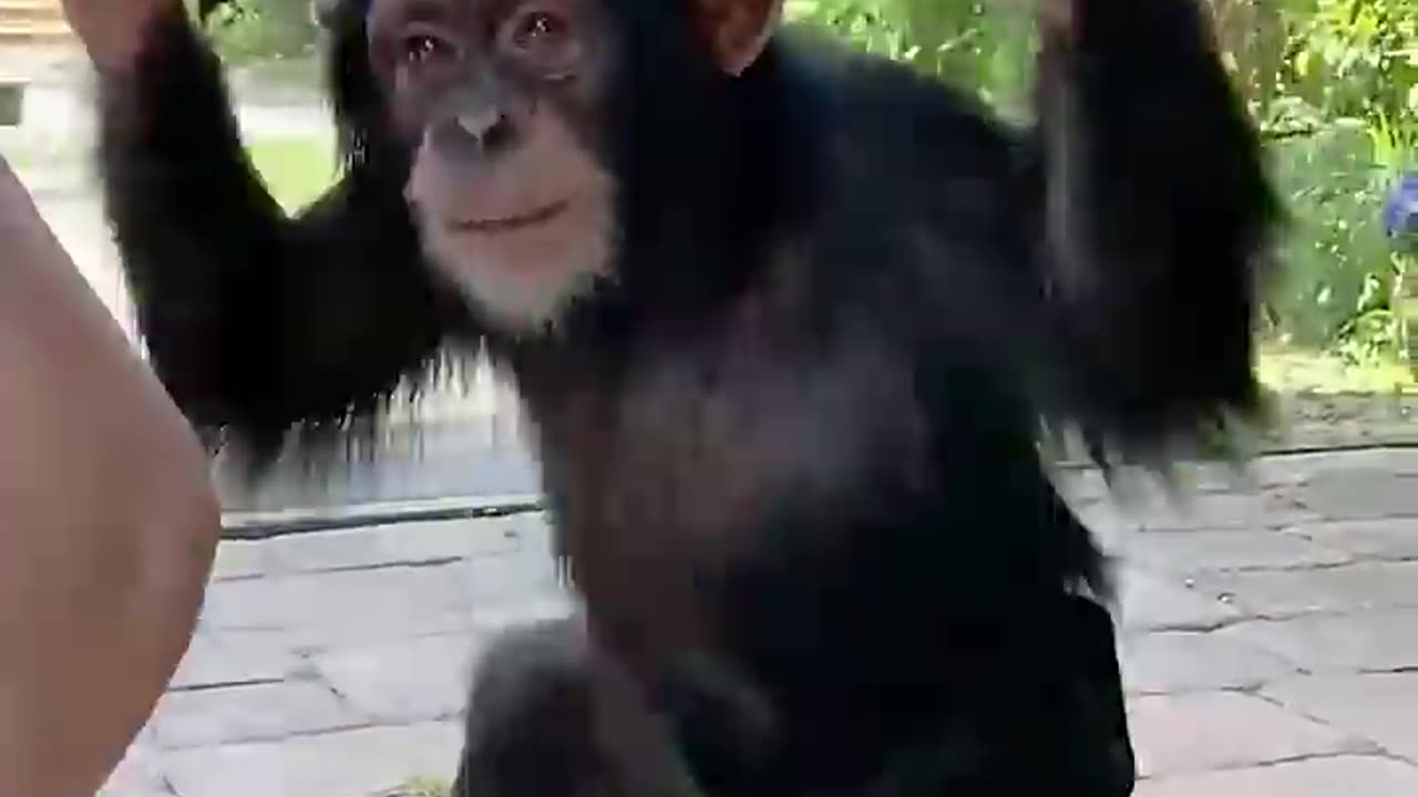 Chimpanzee funny Dancing video 📸.