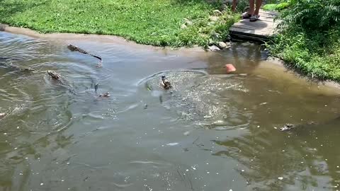 Woman and Son Climb Into Alligator Enclosure to Retrieve Purse