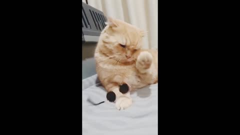 Cat funny video # cat video # cat funny video