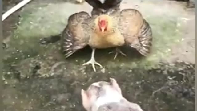 chicken vs dog fight short