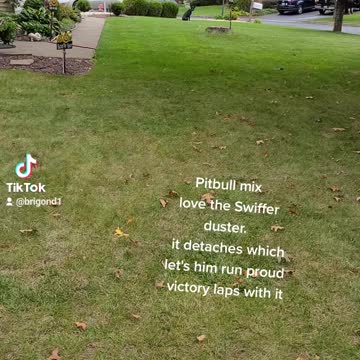 Pitbull mix loves his swiffer duster