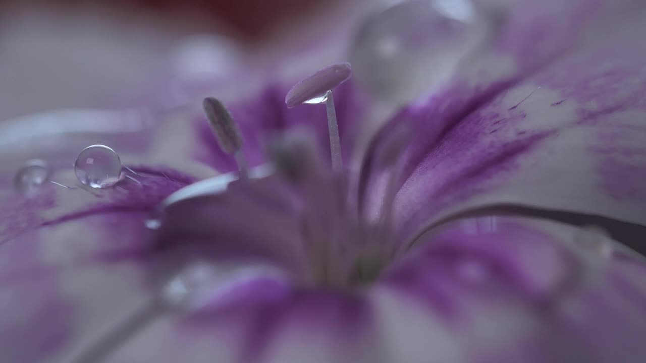 Water drops on a flower detail view