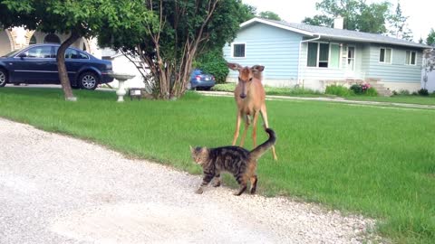 cat and deer