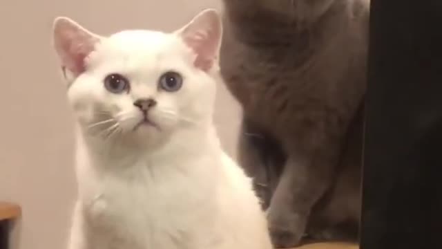 Cute cat reaction