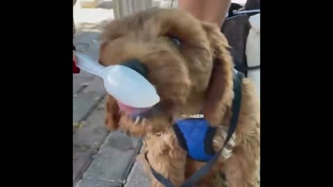Best Animals 2 Minutes of Funny Cats and Dogs Videos