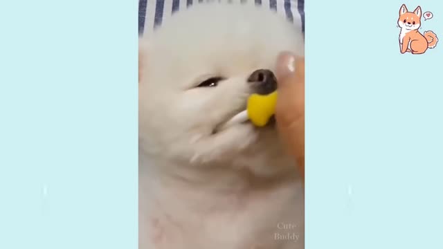 Cute Funny and Smart Dogs Compilation Series