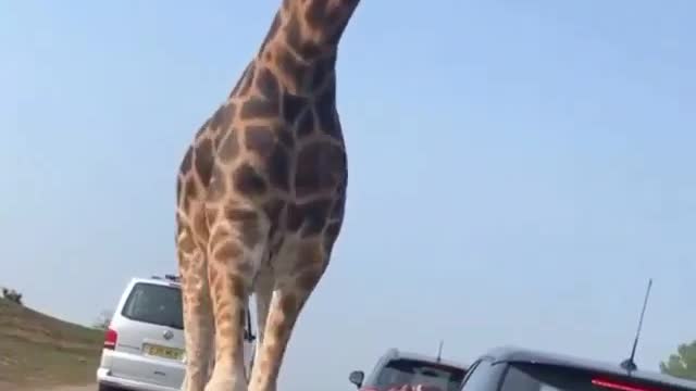 Giraffes surround car, delighting tourists on safari🦓