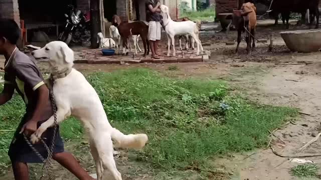 Dog on leash walks in hilariously bizarre manner