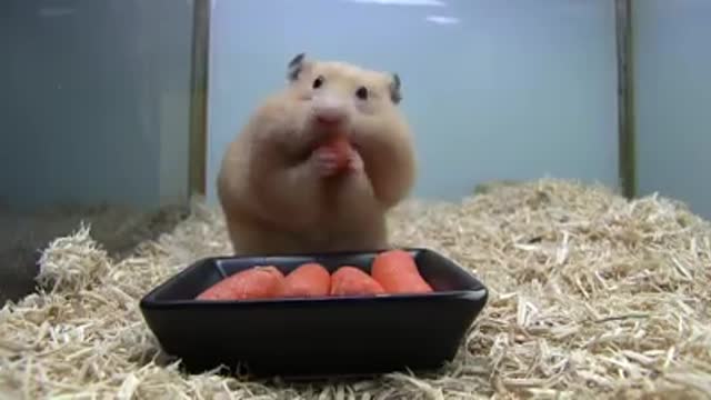 Hamster mouse