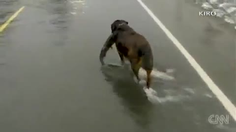 Dog Catches Fish