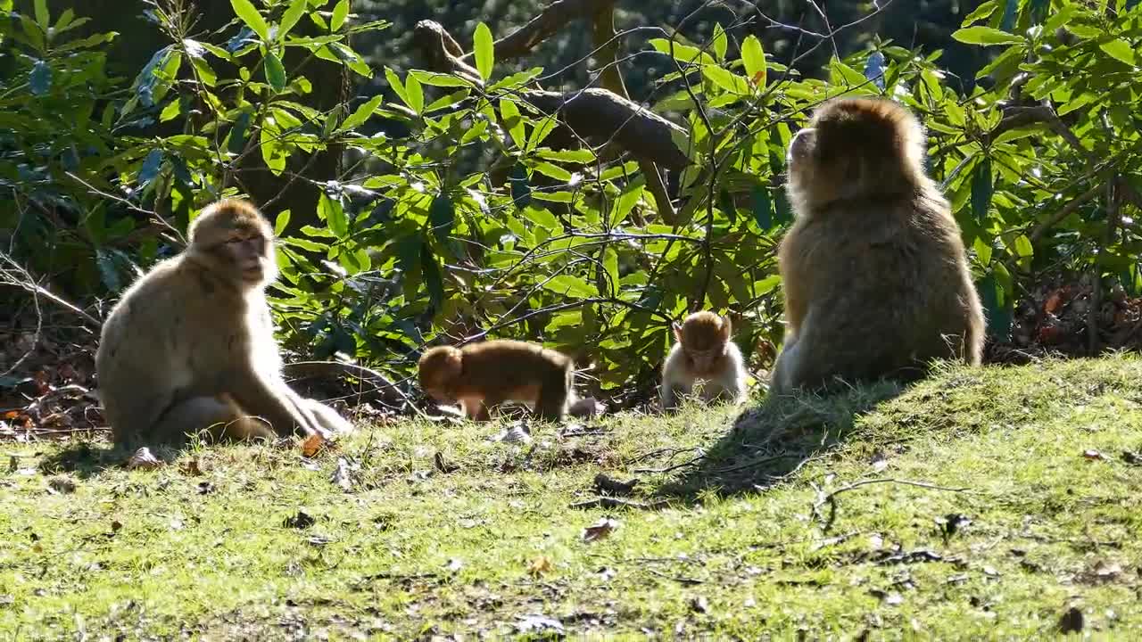 Barbary Monkeys in the Jungle