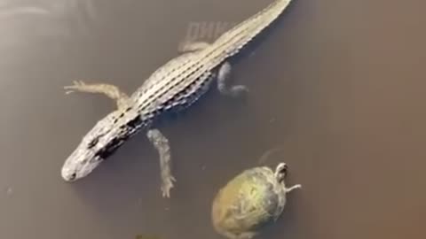 Alligator and turtle encounter 🤪🐢🐊