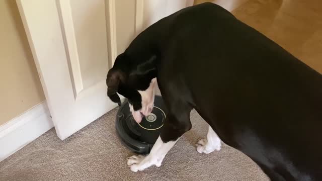 Great Dane learns how to turn on robot vacuum