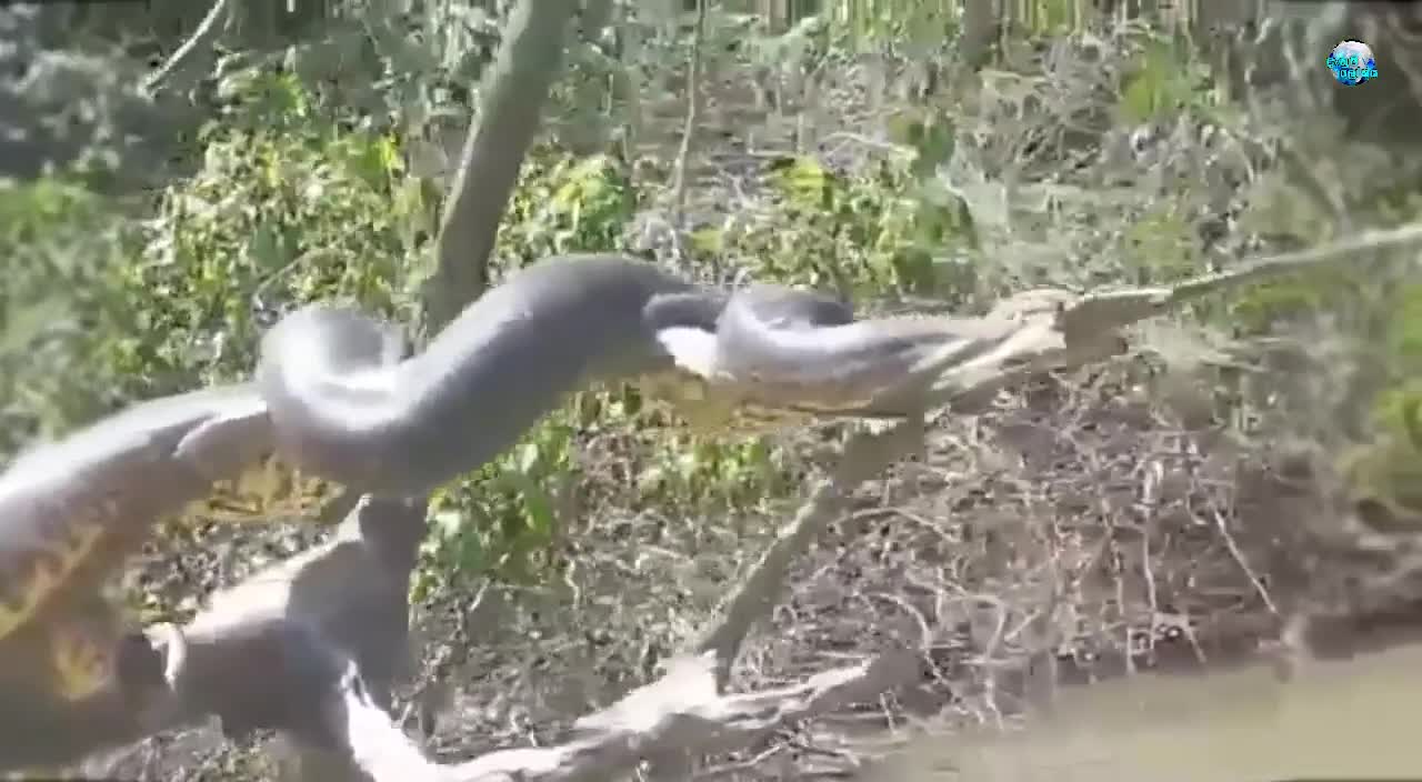 Biggest Anaconda caught on camera - Brazil