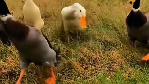 Little yellow ducks going for an outing with their friends.