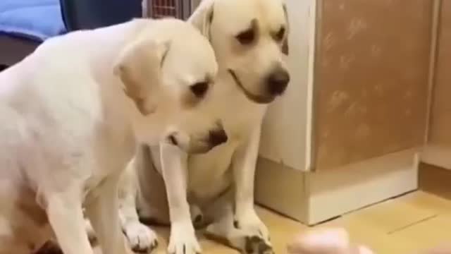 Funny Dogs Game 2022