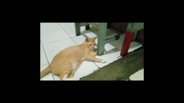 Shimba Kitten Playing Tissue Part 2 HD