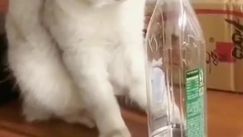 Cute cat videos funny Vol. 9