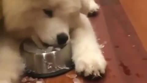Dog fun