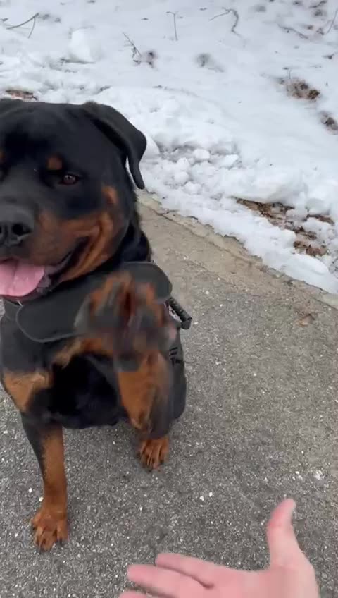 Well Trained Dog 🐕