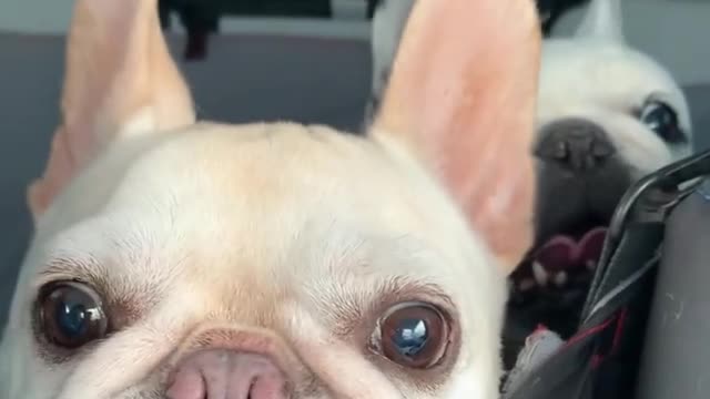 Very Cute Pet 🐶 So Cute | Playing with Baby | Full Screen Whatsapp Status