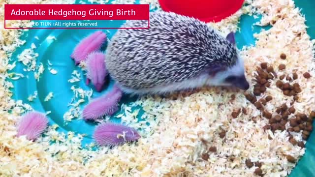 ADORABLE HEDGEHOG GIVING BIRTH