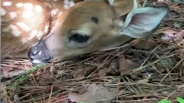 Precious baby fawn