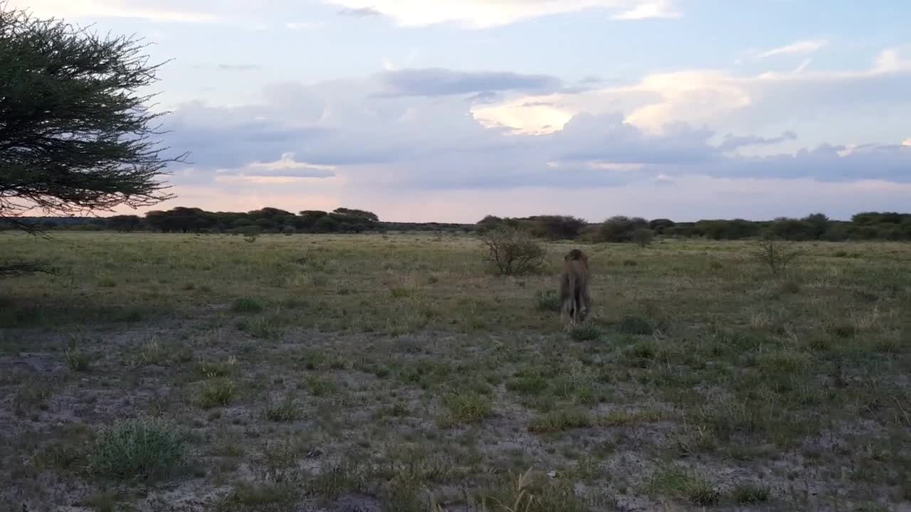 Male lion walking away at the Savannah in Central Kalahari Game Reserve in Botswana