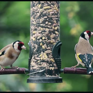 Good Idea For Bird Feeding