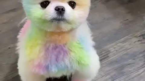 cutest baby dog video