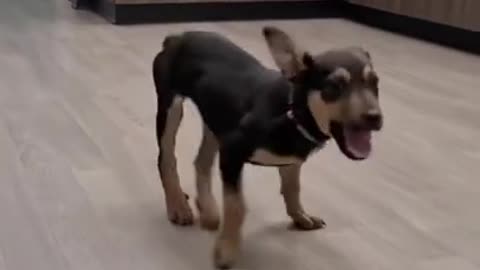 Cane Corso dog has hilarious answer / Cute and funny dog videos compilation