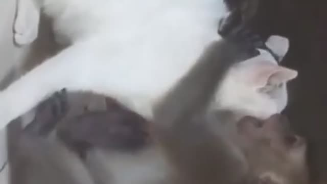 Funniest monkey annoying cut