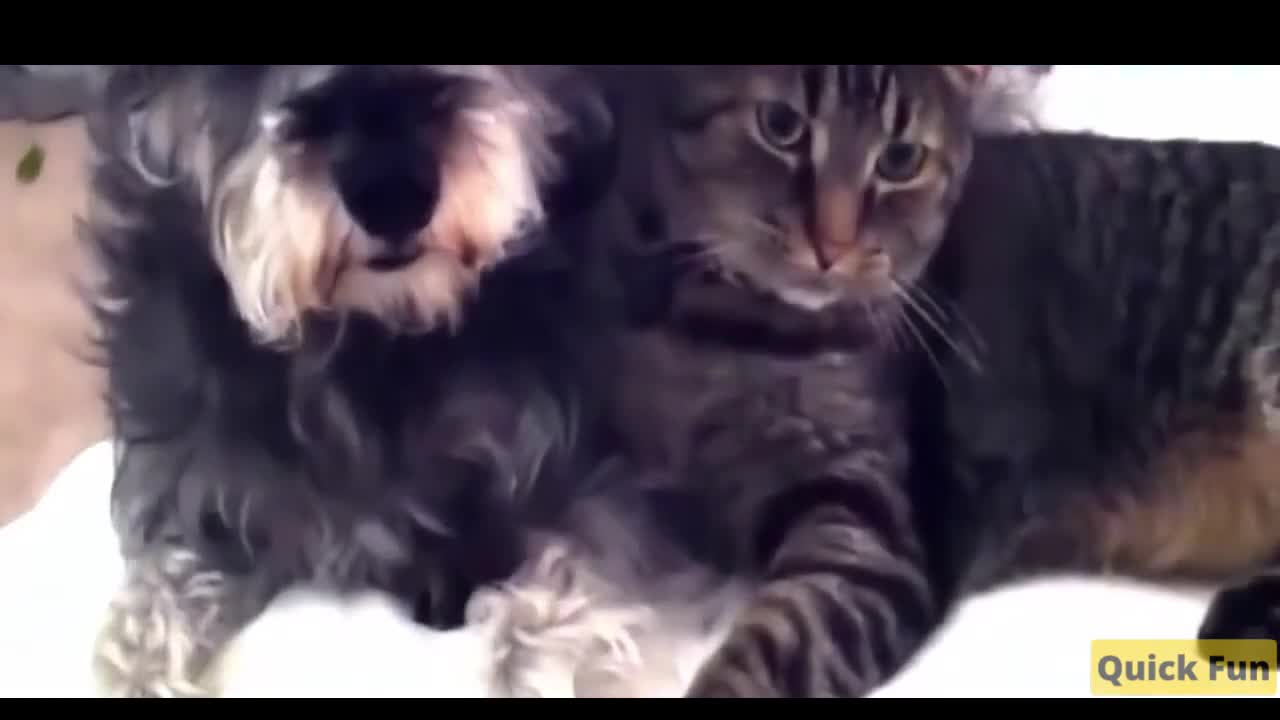 Dogs and Cats Very Funny Videos