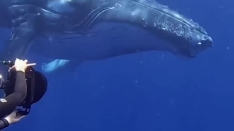 What would you do if you had a 30 foot whale coming right for you?