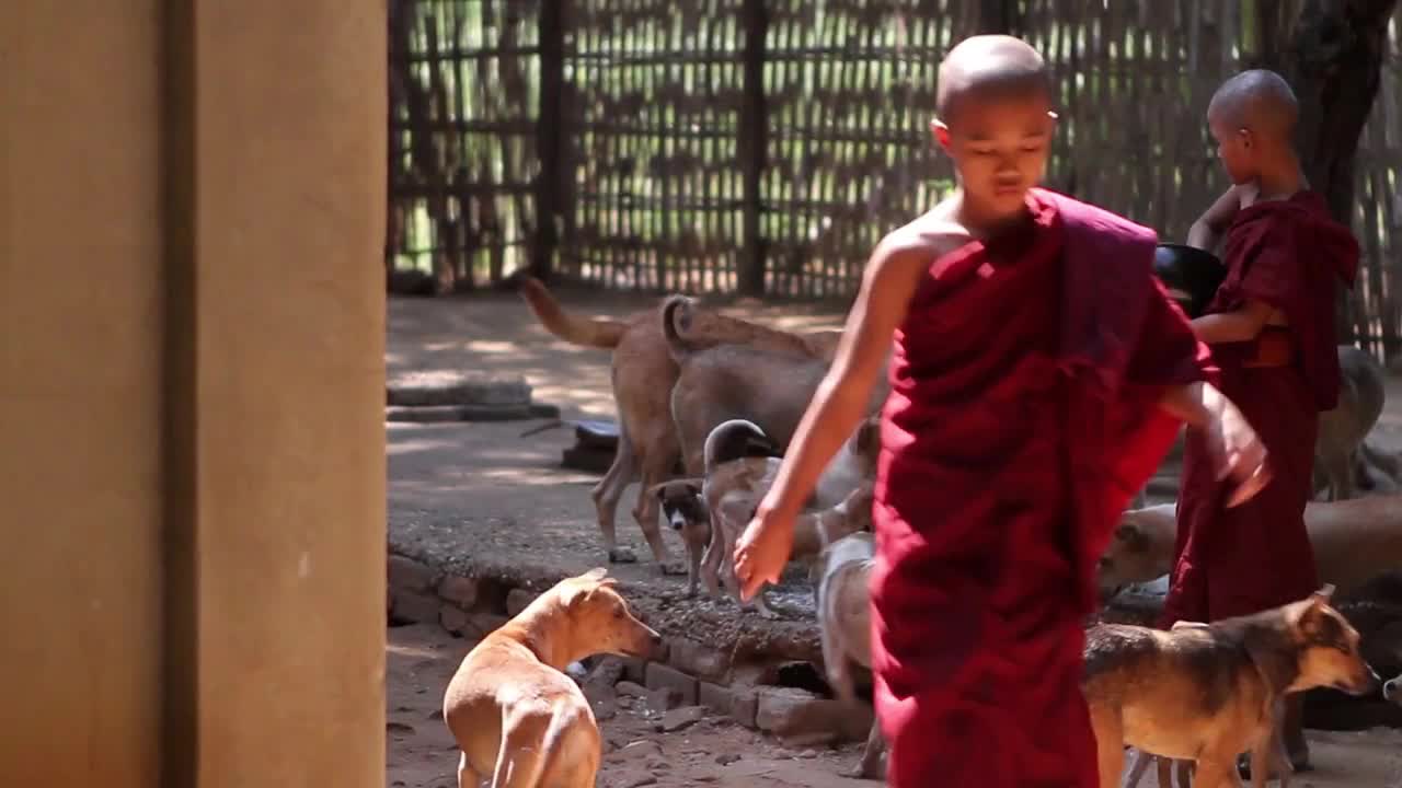 Young monks feed the dogs. Dog shelter. Flock of dogs