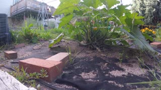 A Day in the Garden 2017!~
