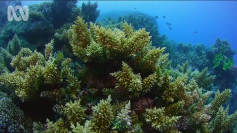 Amazing Coral