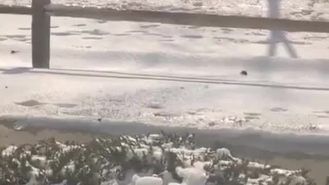 Could you guys imagine this happening to chase🤣🤣