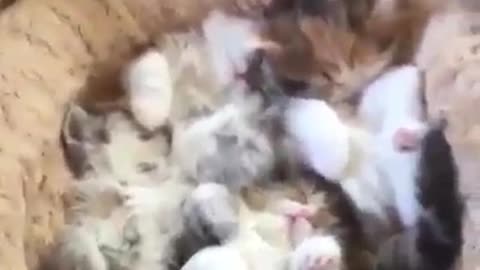 A group of sleeping cats in the sleeping basket