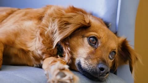 His innocence is in the eyes of the cute dog